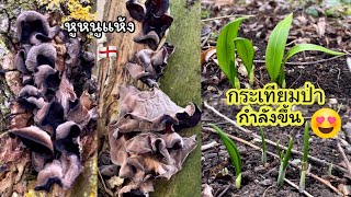 เก็บหูหนู ดูกระเทียมป่ากำลังขึ้นจ้า😃 Jelly Ears mushrooms \u0026 Wild Garlic 🏴󠁧󠁢󠁥󠁮󠁧󠁿