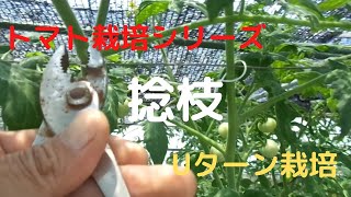 【トマト水耕栽培】トマト栽培シリーズ（捻枝・Uターン栽培）