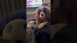 ボールで遊んでて言われました。#cute #dog #cavalierkingcharlesspaniel #family #foryou #funny #youtube #shorts