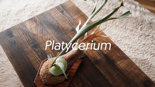 Platycerium Life  | Cinematic VLOG | α6400​