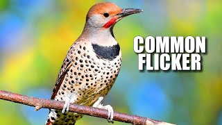 Common Flicker Facts: aka the NORTHERN Flicker 🪶 Animal Fact Files