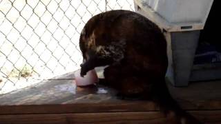 Coatimundi and his Popsicle