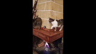 Sneaky Cat Acting Innocent When Spotted by Another Cat