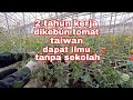 KERJA KEBUN TOMAT TAIWAN UNTUNG DUA KALI || GAJI DAN ILMU