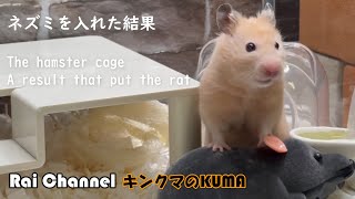 ハムスター水槽ケージにネズミを入れた結果は【ハムスター行動検証】キンクマハムスター日常観察