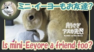 ミニ・イーヨーもお友達？【ウサギのだいだい 】　2016年4月14日