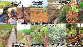 🌱🍠11மாசம் வளர்த்த எங்கள் குச்சி கிழங்கு விவசாயம் பற்றி உங்களுடன்😊👍😀|Tapioca planting and harvesting