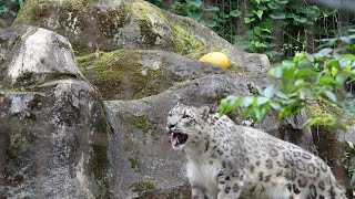 ユキヒョウ少年フク　寝過ぎるとあちゃ～な事が起きるPart1 2021.8月 Snow Leopard Cub