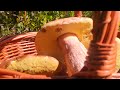 mushrooms picking boletus edulis harvest with baskets mega paradise shock. mushrooms 2023