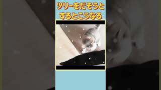 クリスマスツリーの箱見るとこうなる猫たち★野良猫保護＃Shorts★