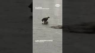 Bald eagle swimming in Lake Winnipesaukee to catch fish