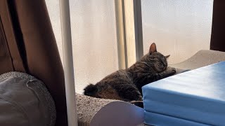 爪研ぎを枕にして寝ているウチのニャンコ ロングバージョン（Long version of my cat sleeping with nail sharpening as a pillow）