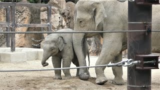 20210928 上野動物園　アジアゾウ②　飼育員さんからニンジンをもらうアルン　竹を食べるスーリヤ　土に水をかけるウタイ