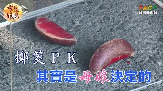 [母娘慈悲] 人物特寫：擲筊PK當副堂主，都是母娘決定的