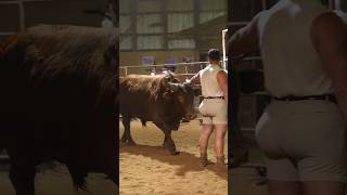 Man versus angry bull