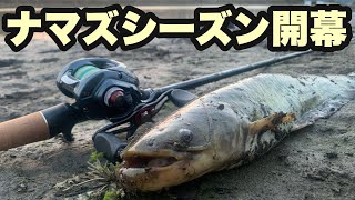 ナマズ釣りシーズン開幕！激浅沼でド派手バイト！【ナマズ釣り】