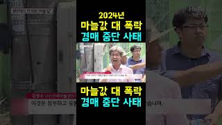 [한국농수산TV] 2024년 마늘 값 대 폭락 경매 중단사태 --- 경남 창녕