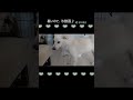 今日も暑いね。氷食べよう！　ちゃろ（愛犬）23年9月頃　 shorts　 dog いやしわんこ 犬のいる暮らし 可愛いわんこ