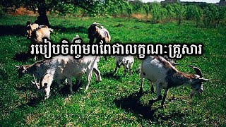 បច្ចេកទេសចិញ្ចឹមពពែជាលក្ខណៈគ្រួសារ How to raise a goat as a family