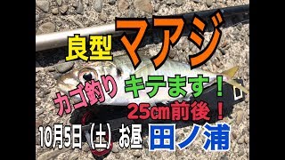 秋本番の田ノ浦 カゴ釣りで『良型マアジ』が来た！5日お昼 fishingmax和歌山インター店