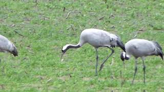 Cranes Take Flight