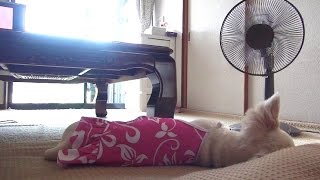 【チワワの昼寝はちょっとばかり面白い！】　Nap of Chihuahua is a little interesting!