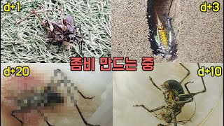 여치를 납치하여 죽지 못하는 좀비로 만들어 버리는 사냥꾼 벌 [오브리더]