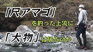 渓流餌釣り「尺アマゴ」の上流調査 大物現る？