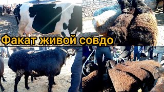 Сурхандарё сариосиё воханинг бозорида кузи кучкорлар