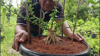 cara bikin Bonsai sancang dari bonggol sampai jadi kerangka, pemula wajib tahu #real #bonsaimania