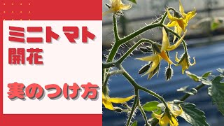 ミニトマト栽培【受粉の方法】トマトトーンの使い方