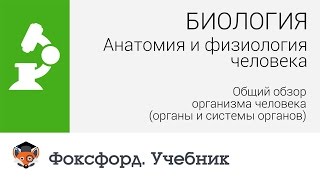 Анатомия и физиология человека: Общий обзор организма человека. Центр онлайн-обучения «Фоксфорд»