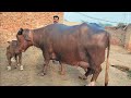 ملک محمدنوازوٹو613گ ب | 5بھینسیں1گائے برائے فروخت13نومبر Neli Ravi Buffaloes for Sale on  Eitfaaq Tv