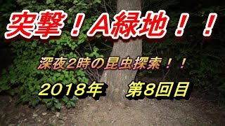 【深夜の昆虫探索動画 / SONY HDR-PJ680 + RODE VideoMicro】 A緑地 （名古屋市天白区）を探索してみた