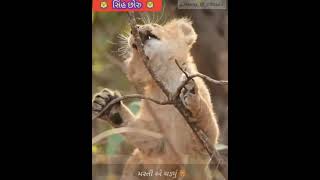 ll સિંહ છોરુ! Child_Lion ll