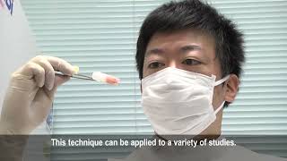 熊大医学教育部 ウイルス病態学講座紹介/ Division of Virology and Pathology, Kumamoto University