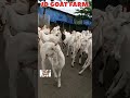 Best Quality Sojat Goat. 80+ JD goat farm #apnabakraadda  #jdgoatfarm