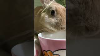 【もなの日常】夜ご飯のペレットを黙々と食べるうさぎ#shorts #bunny #うさぎ #asmr