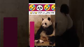 هكذا يعطس دب الباندا 🤣🐼🤣