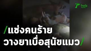 สาบแช่งคนวางยาเบื่อสุนัขแมววัดตาย 11 ตัว | 22-06-63 | ข่าวเช้าหัวเขียว