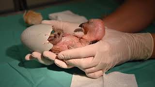 California Condor Chick #LA1720: How The Story Began (Aug - Sept 2020)