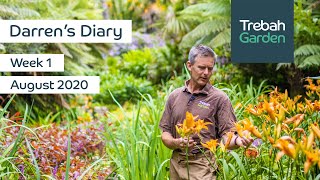 Week 1, August 2020 | Darren's Diary | Planting In The New Stumpery | Head Gardener At Trebah Garden