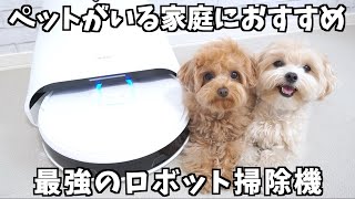 新しいロボット掃除機にテンション爆上がりになる犬が凄すぎたw【Neabot NoMo Q11】