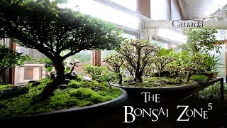 Fall Pruning my Tropical Bonsai, Part 2, The New Greenhouse, Part 2, Oct 2018