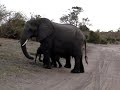 baby elephant sneezes and scares himself.