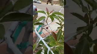 Multi-Grafted Avocado tree Update