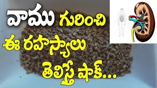 వాము గురించి ఈ రహస్యం తెలిస్తే|Ajwain Best Health Benefits and Uses|Vaamu Healthy Uses|Video Factory