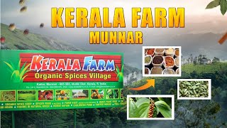 Munnar Spices \u0026 Ayurvedic Garden 🏡🪴🌿|Kerala Spice Plantation|Coffee Bean Tree | Munnar Farm Spices