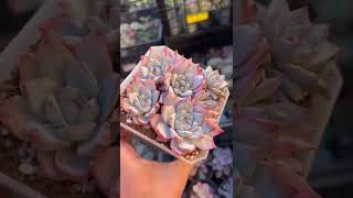 粉蓝鸟 群生老桩多肉植物 succulents