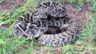 eastern diamondback rattlesnake 8 27 11